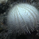 Spiky undersea organism